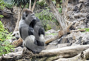 Western lowland gorilla sits in Loro parque, Tenerife photo