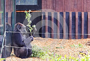 Western Lowland Gorilla sitting against a glass window, holding a leaf filled branch
