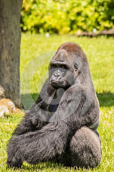 Western Lowland Gorilla Sitting in Grass and Making Eye Contact