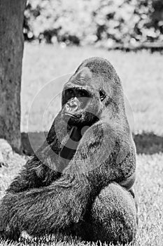 Western Lowland Gorilla Sitting in Grass and Making Eye Contact Monochromatic