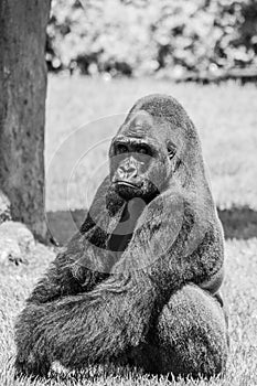 Western Lowland Gorilla Sitting in Grass and Making Eye Contact on Sunny Day B&W