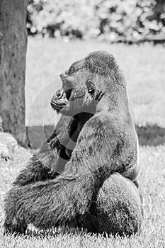 Western Lowland Gorilla Sitting in Grass on Sunny Day B&W