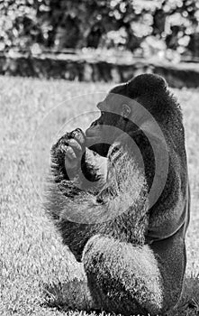 Western Lowland Gorilla Sitting in Grass on Sunny Day Monochrome