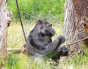 A western lowland gorilla sitting next to a rope browsing on a branch