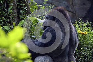 The western lowland gorilla on their environment