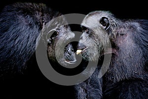 Western lowland gorilla, two mammals tease together. One gorilla