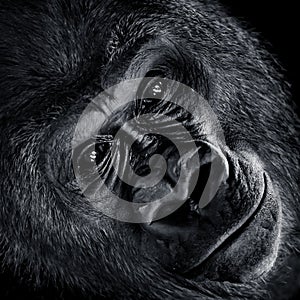 Western Lowland Gorilla V