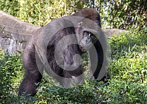 Western lowland gorilla walking at the Dallas Zoo in Texas.