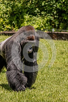 Western Lowland Gorilla Walking in Grass Closeup on Sunny Day