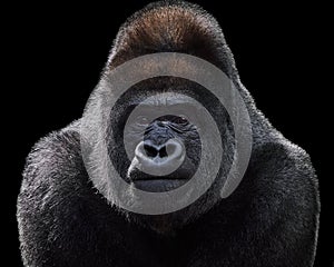 Western Lowland Gorilla XV