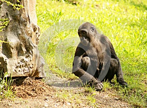 Western Lowland Gorilla