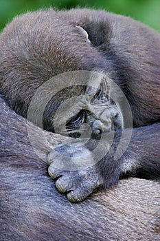 Western Lowland Gorillas