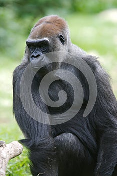 Western Lowland Gorillas