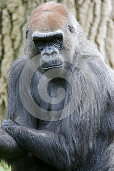 Western Lowland Gorillas