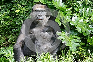 Western Lowland Gorillas photo