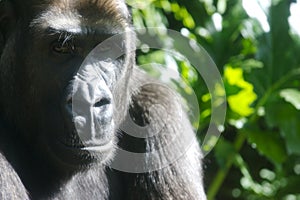 Western Lowland Gorillas