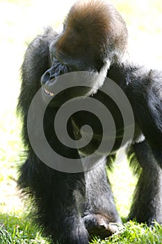 Western Lowland Gorillas photo