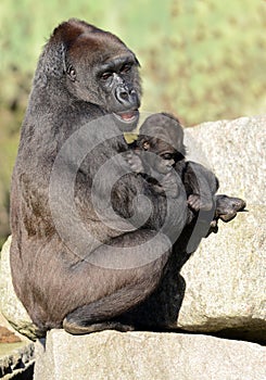 Western Lowland Gorillas - Mother and Baby