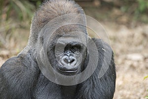 Western Lowland Silverback Gorila