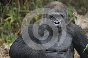 Western Lowland Silverback Gorila