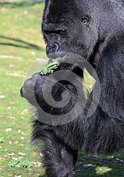 Western Lowland Silverback Gorilla