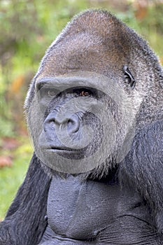 Western Lowland Silverback Gorilla