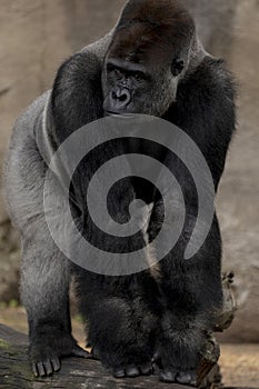 Western Lowland Silverback Gorilla