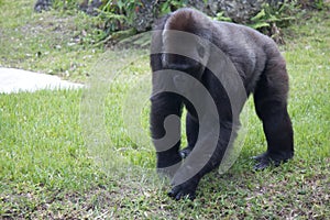 Western Lowlands Gorilla - Gorilla gorilla gorilla photo