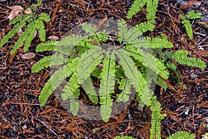 Western Maidenhair Fern