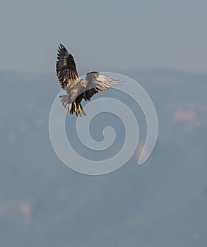 Western Marsh Harrier