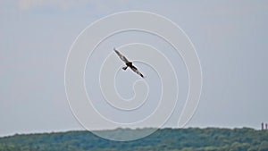 Western Marsh Harrier a bird flies over the field