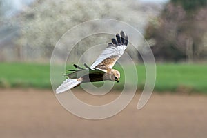 Western Marsh Harrier Bird In Flight