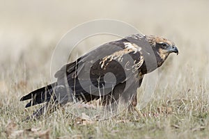 Western marsh harrier Circus aeruginosus