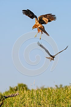 Western marsh harrier or Circus aeruginosus, of the Accipitridae family