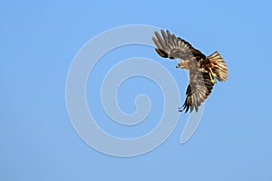 Western marsh harrier or Circus aeruginosus, of the Accipitridae family.