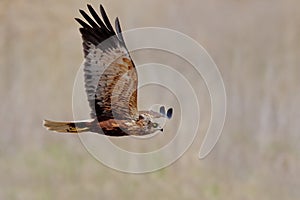 Western Marsh-harrier (Circus aeruginosus).