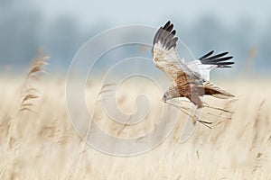 The western marsh harrier (Circus aeruginosus)