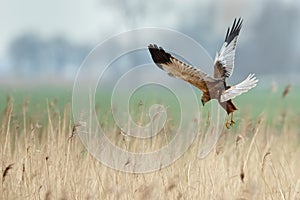 The western marsh harrier (Circus aeruginosus)