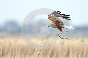 The western marsh harrier (Circus aeruginosus)