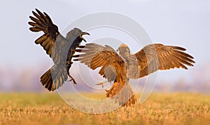 Western Marsh Harrier and Common Raven battle against each other in air over some meadow field