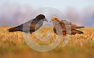 Western Marsh Harrier and Common Raven sit close to each other and speek with open beaks