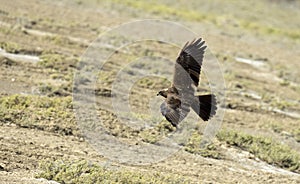 Western marsh harrier in flight