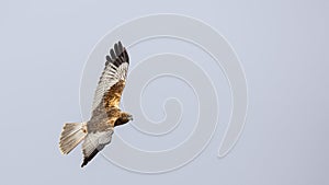 Western Marsh Harrier in Flight