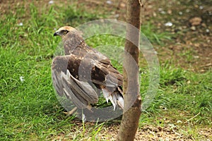 Western marsh harrier