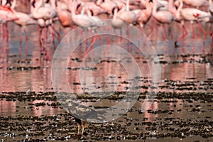 Western marsh harrier hawk at Lake Nakuru National Park, with the famous pink flamingos in the background - Kenya, Africa