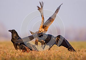 Western Marsh Harrier runs for and chases away Common Ravena as it is angry with them photo