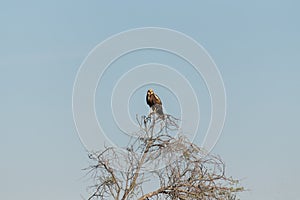 Western marsh harrier perched on a treetop and looking directly at the camera