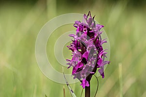 Western marsh orchid