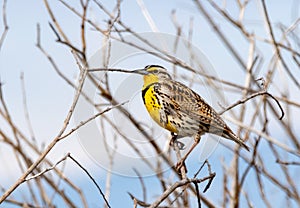 Western Meadowlark