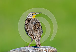 Western Meadowlark